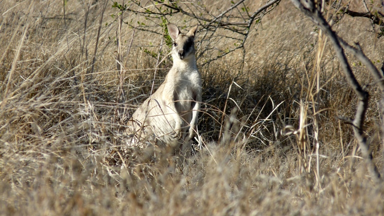 Wallabys bei Burketown
